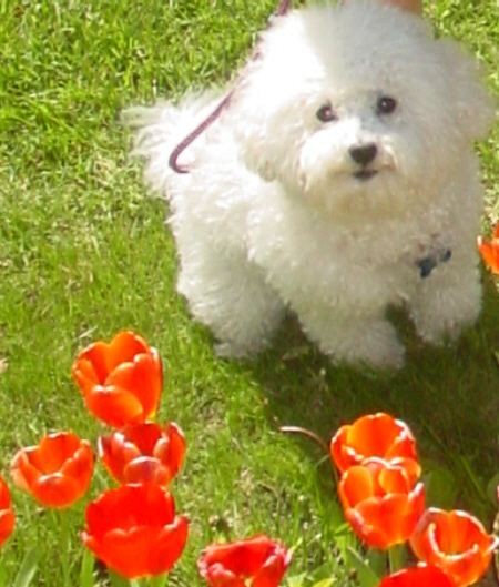 THE BICHON and the tulips